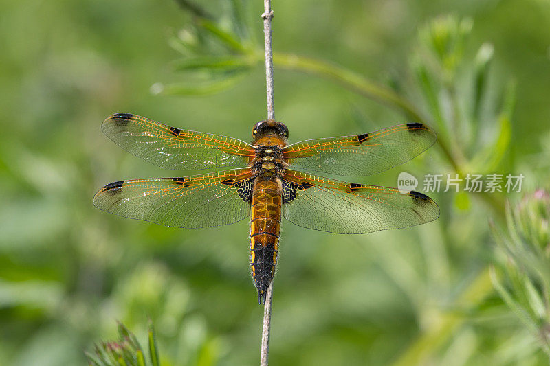 四斑蜻蜓(Libellula quadrimaculata)